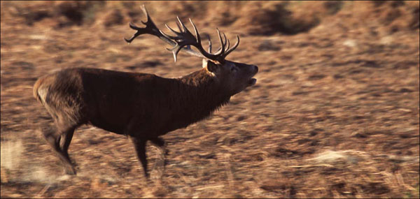 Red Deer in Rut.